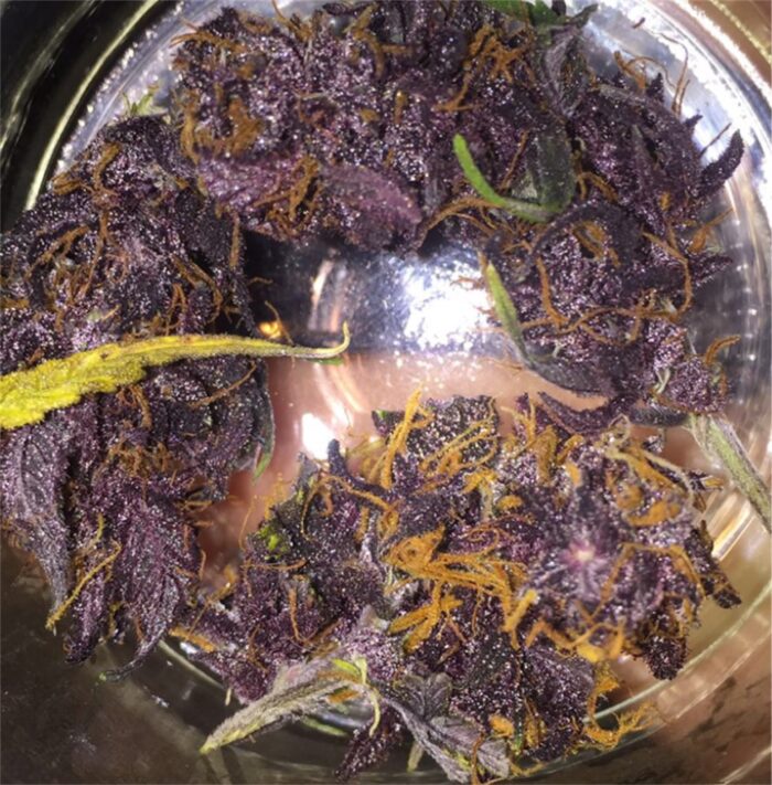 Buy Purple Kush Online